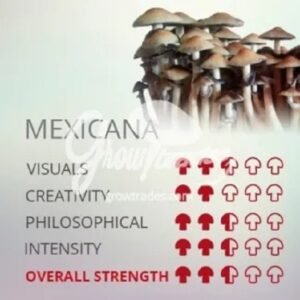 best mexicana mushrooms