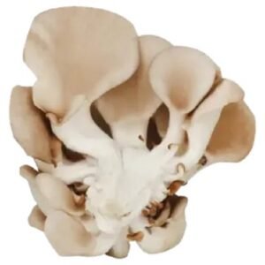 golden oyster mushrooms