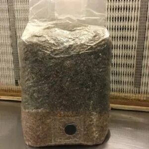 organic lion's mane mushroom grow kit