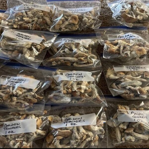 Golden Teacher Mushroom (1/2Oz )